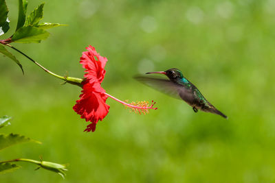 Close-up of hummingbird hovering by red flower