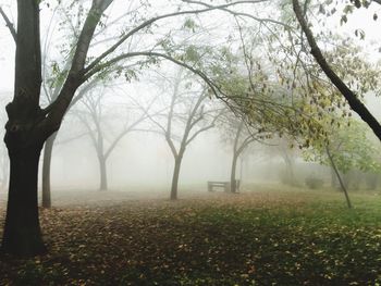 Trees in foggy weather