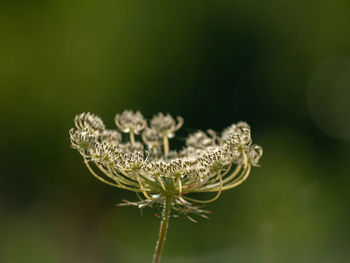 Close-up of a flower