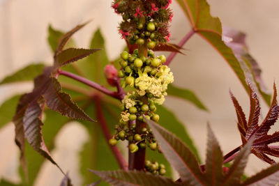 Round green shoots