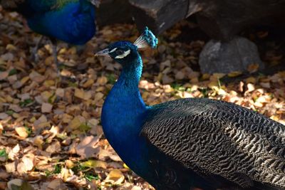 Close-up of peacock