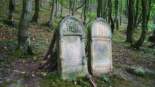 View of cemetery through trees in forest