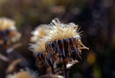 Autumn thistle dry flower on blurred background, close-up photo of thistle