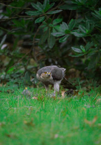 Close-up of squirrel on grassy field