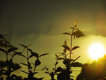 Close-up of plants against sunset