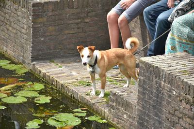 Low section of people with dog on wall