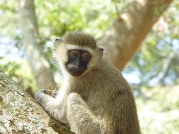 Low angle view of monkey on tree