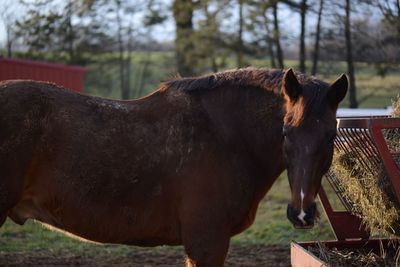 Horses on field