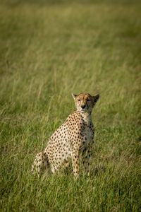 Cheetah on land in forest