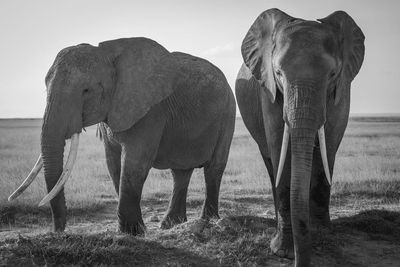 Elephant standing in a field