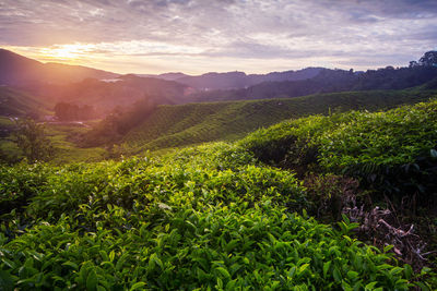 Scenic view of landscape against sky during sunset