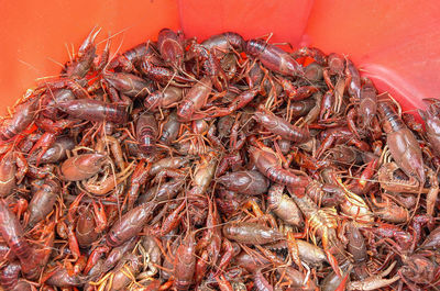 High angle view of fish in market