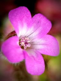 Close-up of pink flower blooming outdoors