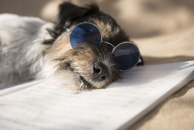 Close-up of a dog