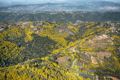 High angle view of yellow flowers on land