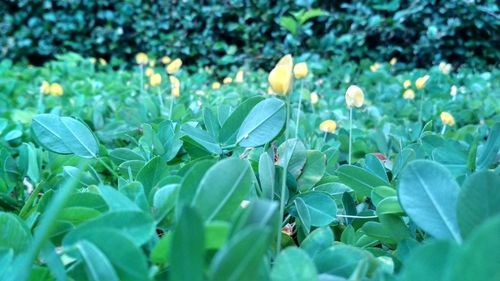 Close-up of flowers blooming outdoors