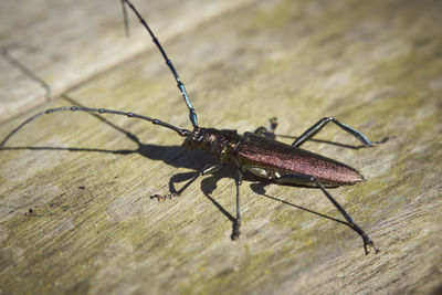 Close-up of insect on wood