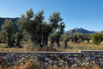 Plants growing on land against clear sky