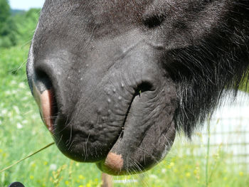 Close-up of horse on field