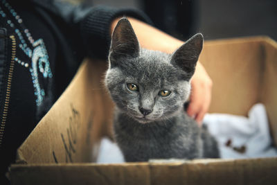 Midsection of owner stroking kitten in cardboard box