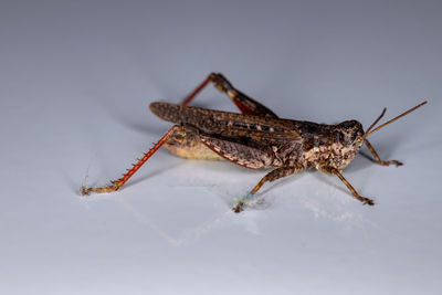 Close-up of insect over white background