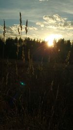 Sun shining through trees