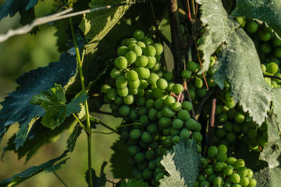 Close-up of grapes growing in vineyard