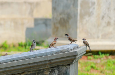 Birds perching on retaining wall