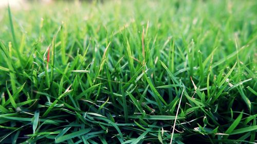 Full frame shot of fresh green field
