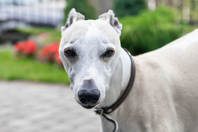 Close-up portrait of a dog