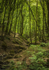 Trees in forest