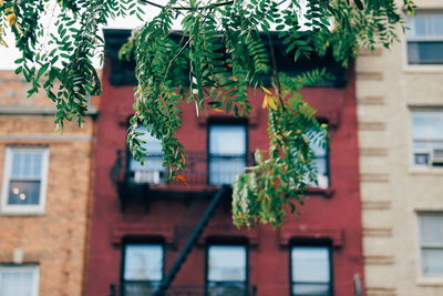 Low angle view of tree against building