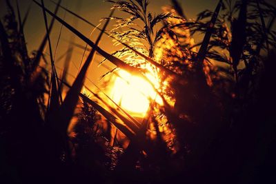 Close-up of silhouette trees against sky during sunset