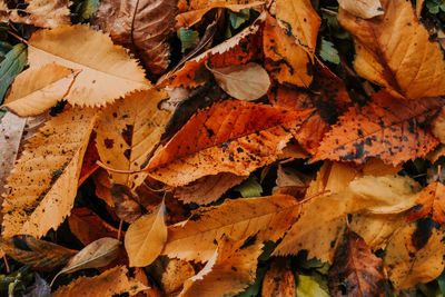 Full frame shot of dry leaves on field