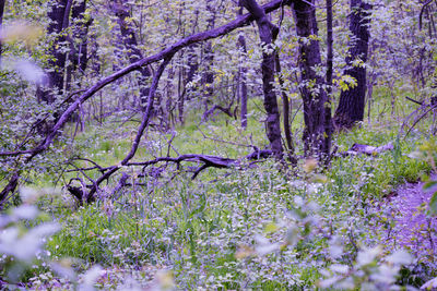 Close-up of flowers on tree
