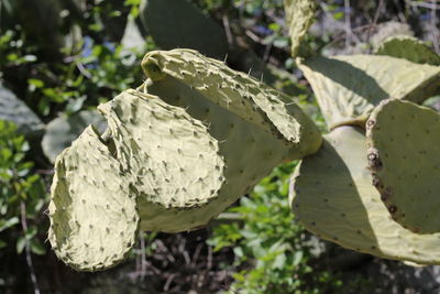 Close-up of flower plant