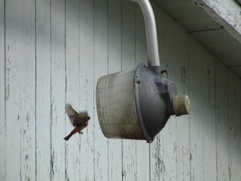Close-up of bird flying over wood