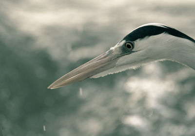 Close-up of gray heron looking away