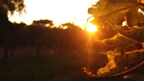 Close-up of leaves during sunset