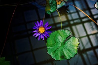 Close-up of purple flowering plant