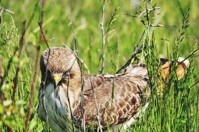 Bird perching on a field