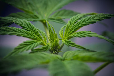 Close-up of fresh green plant