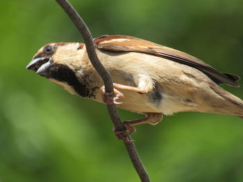 Close-up of bird perching on branch