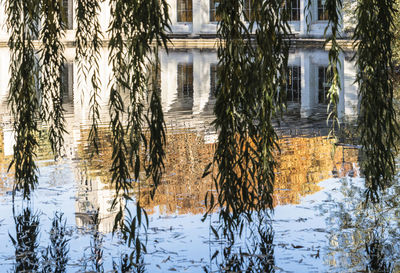 Trees in front of water