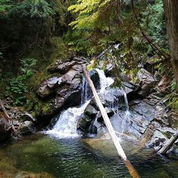 River flowing through rocks in forest