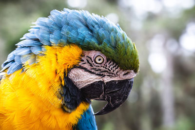 Close-up of a parrot