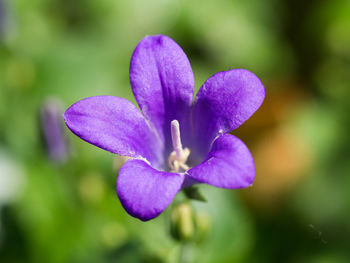 Close-up of purple flowering plant