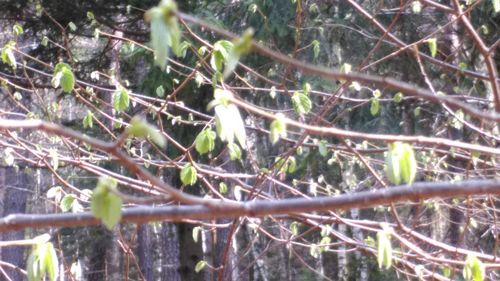 Close-up of plants in the forest