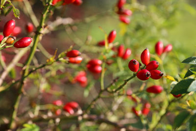 Close-up of red berries growing on tree