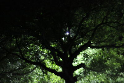 Low angle view of trees